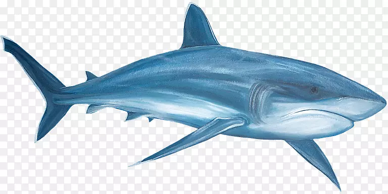 大白鲨虎鲨夹艺术画管