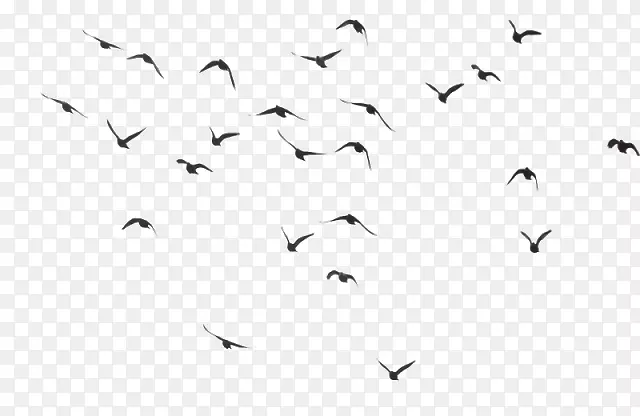 鸟类剪贴画-鸟群