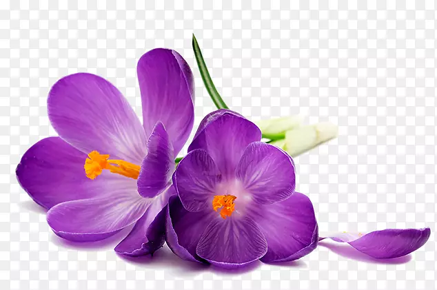 桌面壁纸摄影花白色番红花花瓣紫色兰花