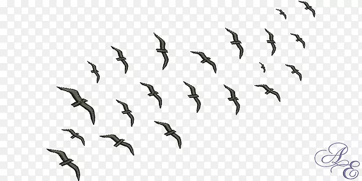 鸟群迁徙行为动物迁徙-鸟群迁徙