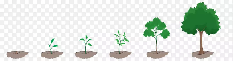 树枝信息-植物生长