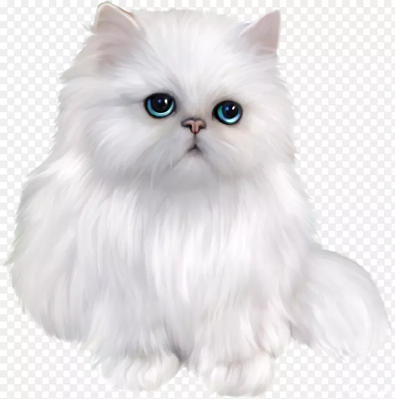 波斯猫喜马拉雅猫外国短毛亚洲半长毛暹罗猫可爱猫
