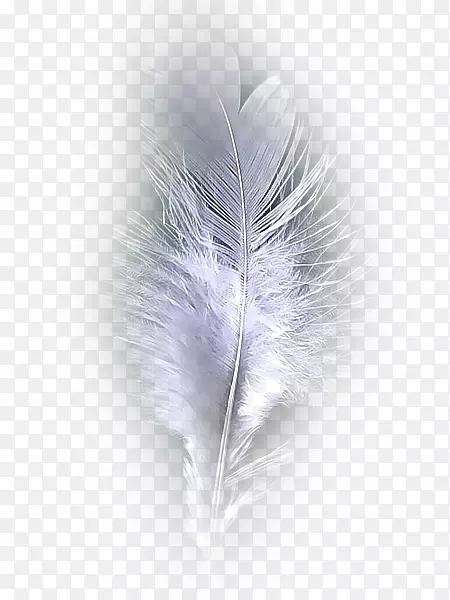 埃科德奇观，羽毛，舞蹈-蓝色羽毛
