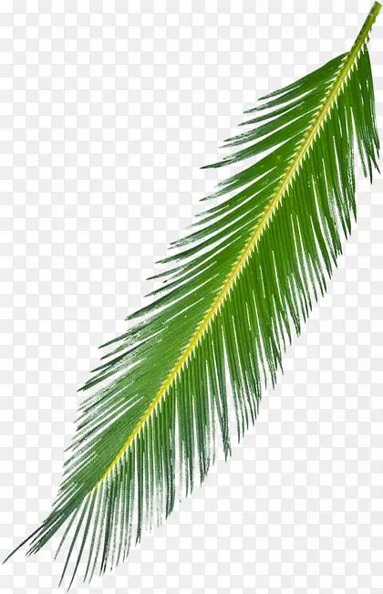 亚洲棕榈科棕榈科植物叶亚热带背景树