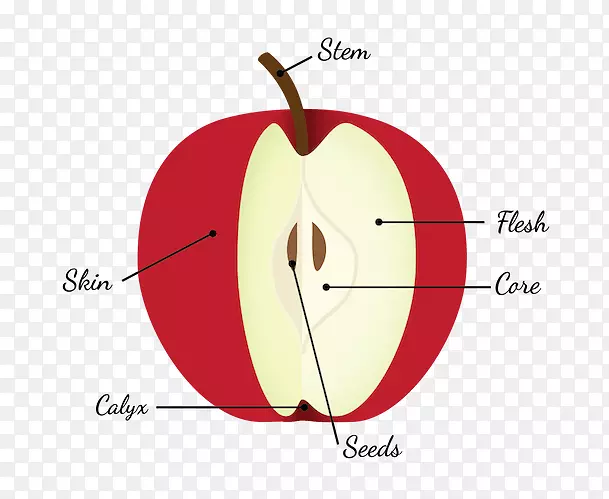 苹果派图水果解剖种子水果解剖