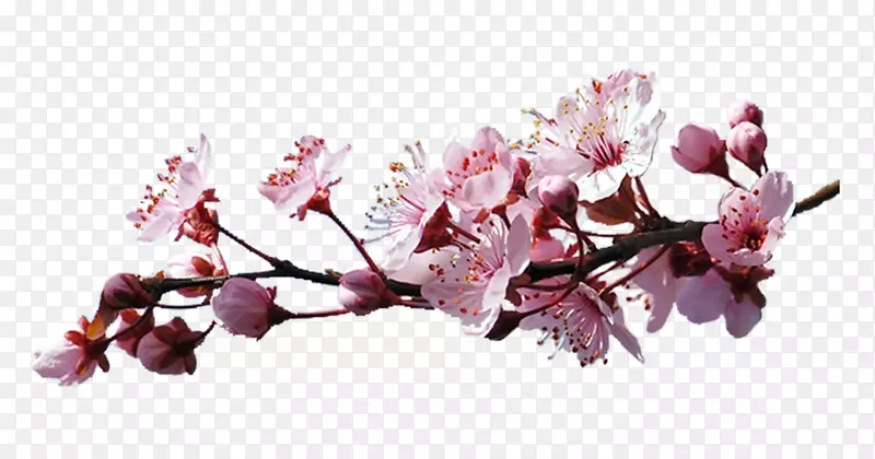 樱花切花艺术-樱花枝