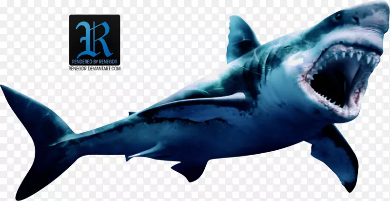大白鲨攻击巨型鲨鱼头部