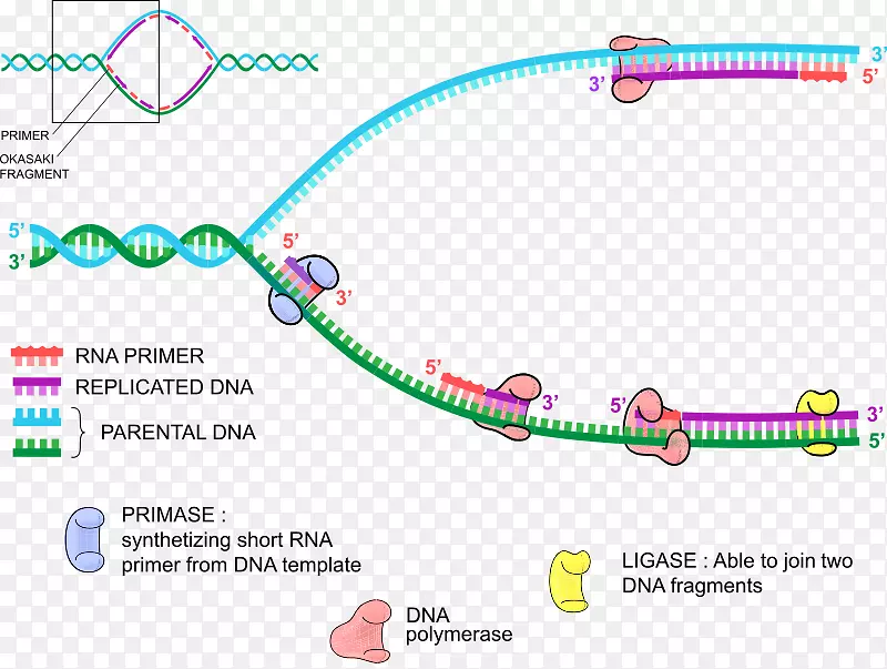 DNA复制-DNA聚合酶引物