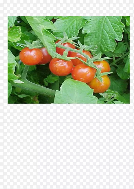 小叶番茄-番茄粮食作物-番茄