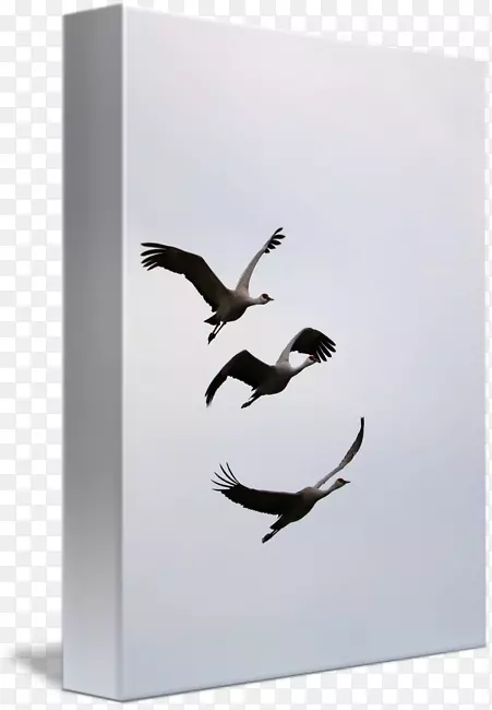 鹅天鹅鸭水鸟飞鹤