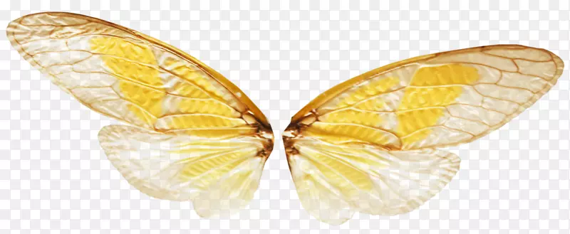 透明半透明蝴蝶昆虫-小仙女