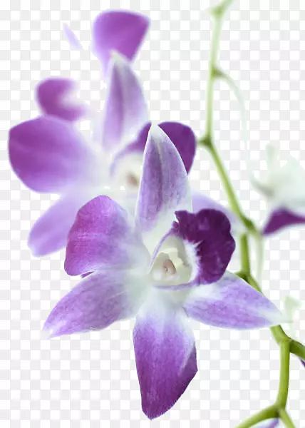 婚礼请柬兰花郁金香植物紫色兰花