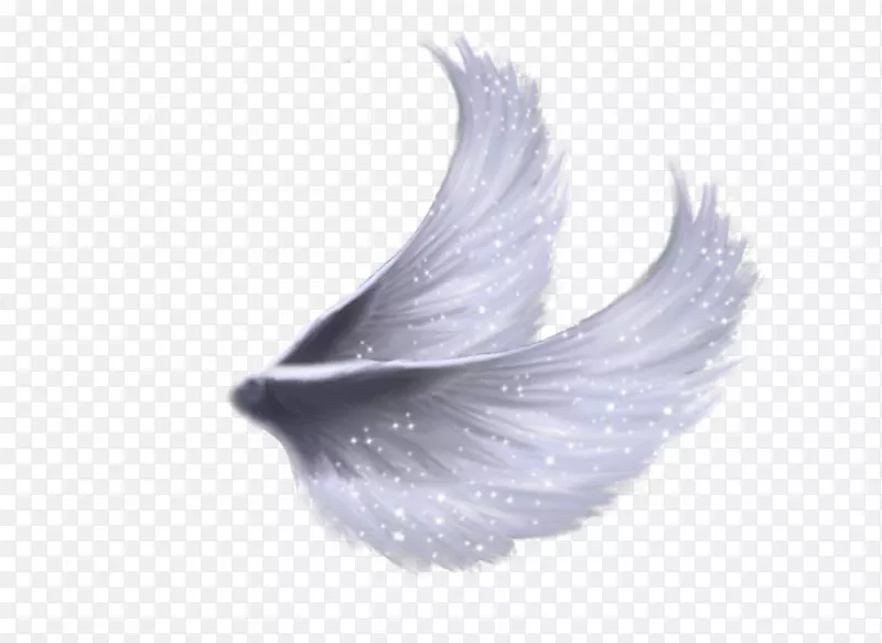 天使翅膀羽毛-弗里达卡洛
