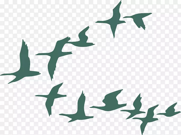 鸟类迁徙鹅群-鸟类水色