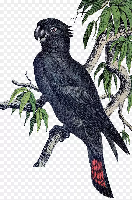 鹦鹉-热带鸟类