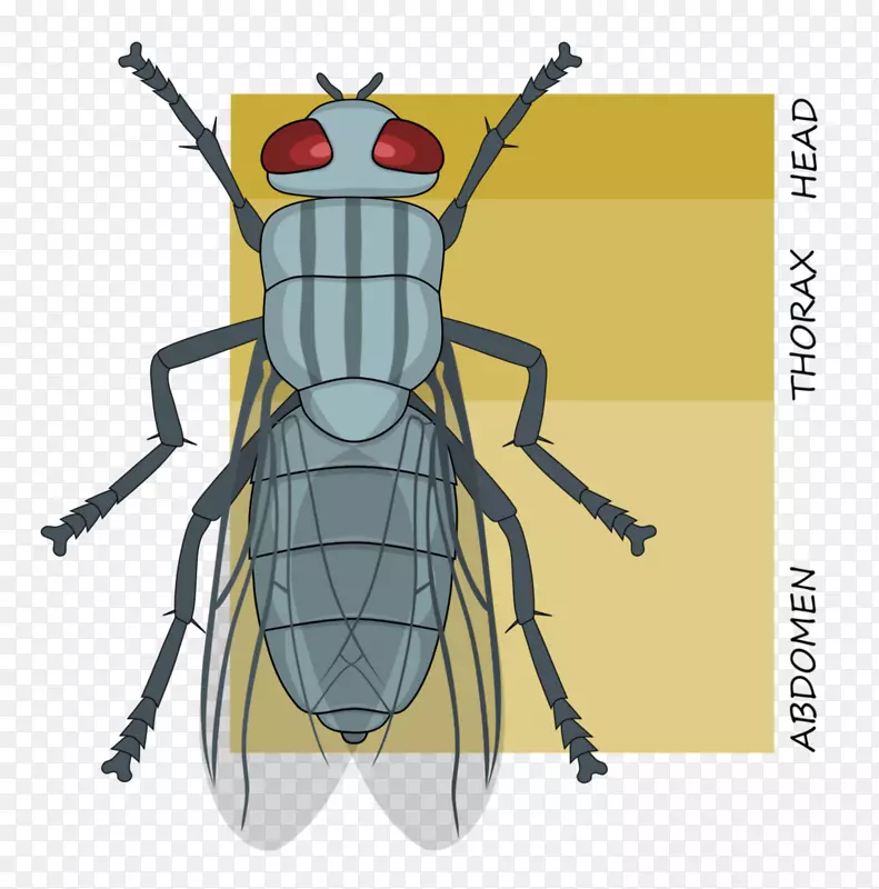昆虫标记分割元形态-昆虫