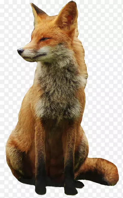 红狐北极狐-动物食物