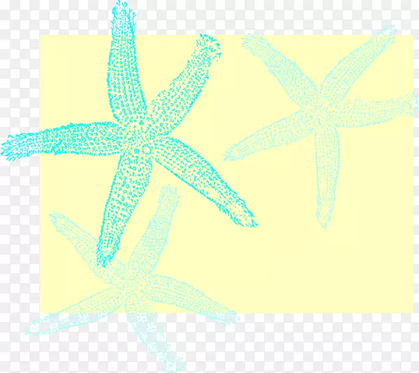 海星桌面壁纸棘皮动物图案-海星