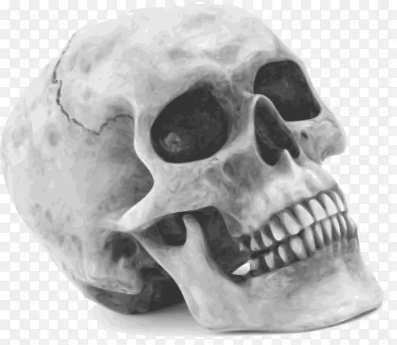 人类头骨象征人类骨骼剪贴画国王头骨