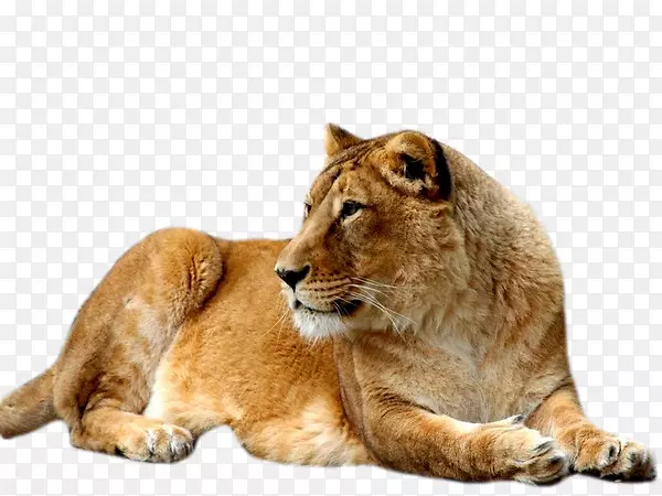 东非狮子猫科石狮
