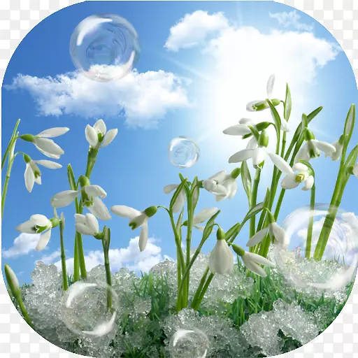 Mărțiș或3月1日圣诞卡雪滴