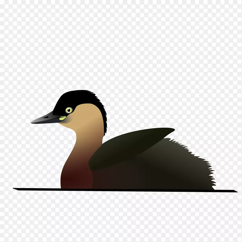 阿拉奥特拉湖鸟