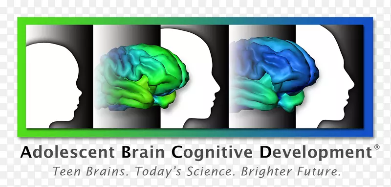 大脑认知发展人类发展认知青春期-大脑