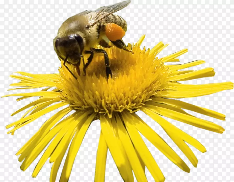 蜜蜂大黄蜂花蜜-蜜蜂
