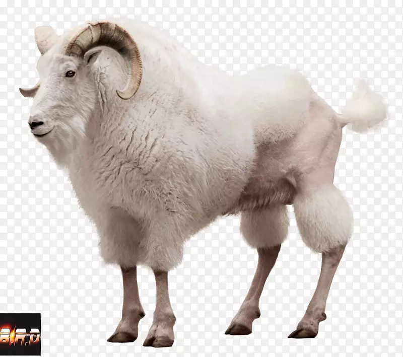 山羊羊广告大众集团-山羊