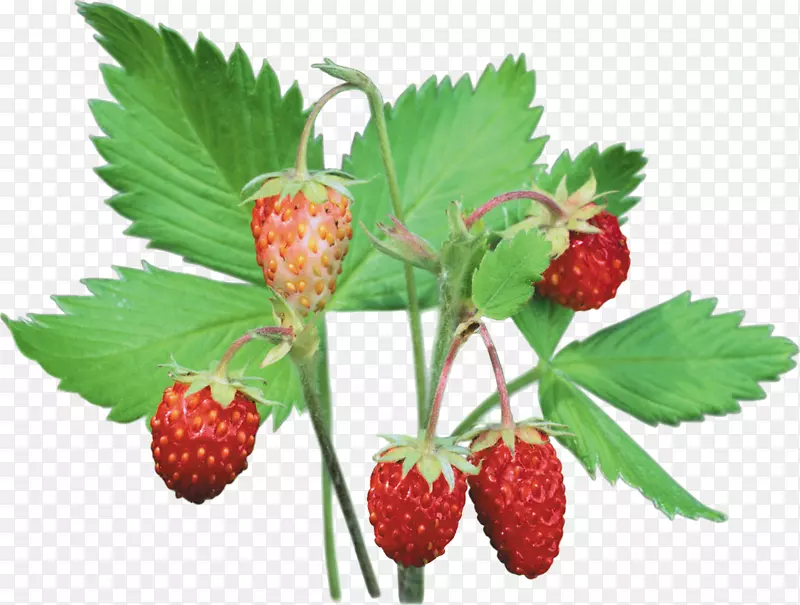 野生草莓麝香草莓果-草莓