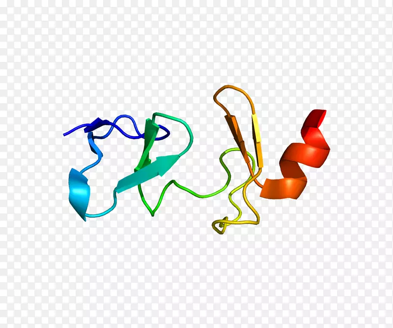 csrp 3肌动蛋白兴奋-收缩偶联钙信号传导肌蛋白