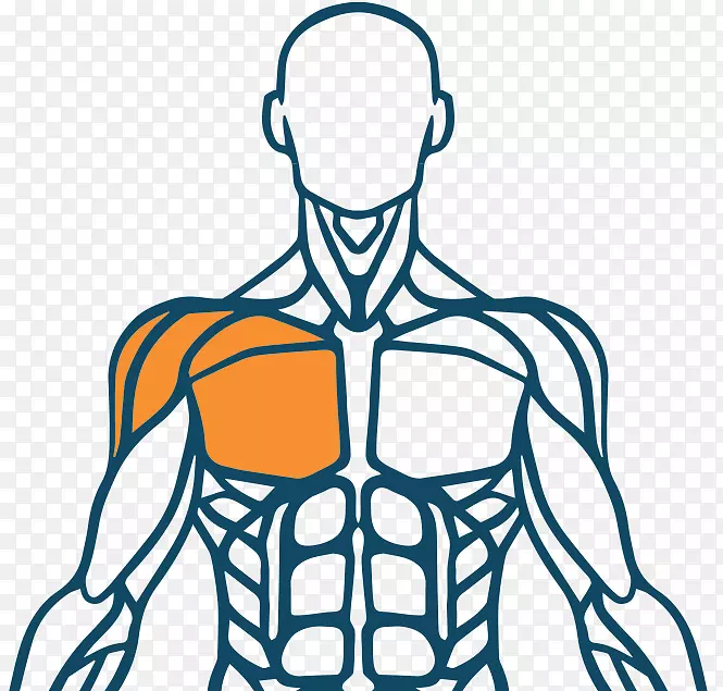 肌肉人体肌肉系统指人背部