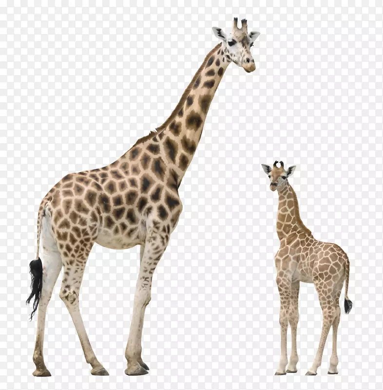 长颈鹿图像文件格式计算机图标-长颈鹿
