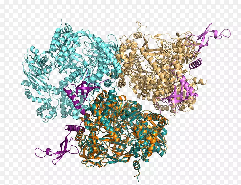 二聚体噬菌体qβrna依赖的rna聚合酶单体