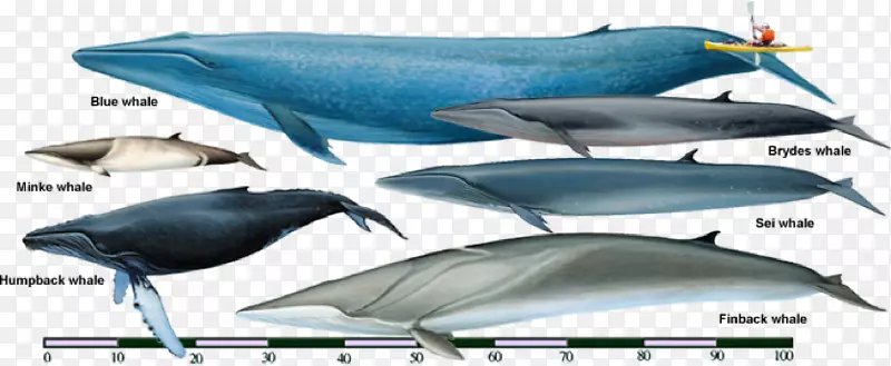 海鲸鳍鲸兽布赖德的鲸鱼鲸类