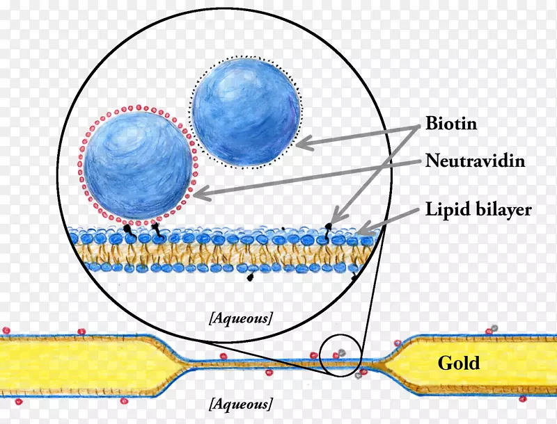 模型脂质双层生物膜细胞膜-膜