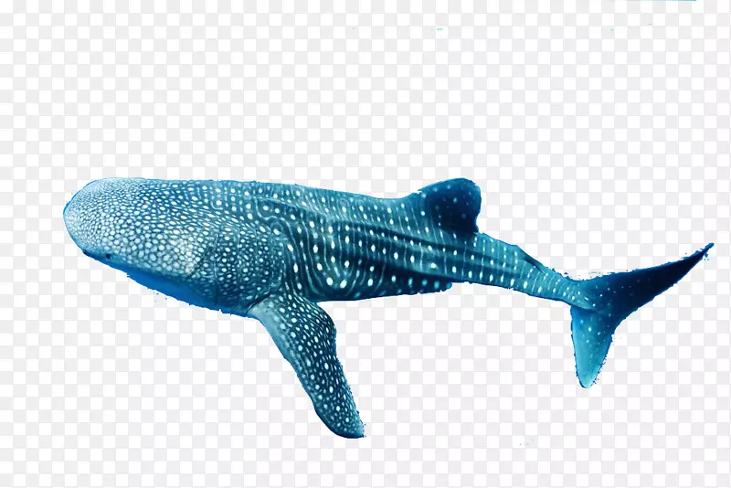 鲸鲨事实-海豚-小须鲸