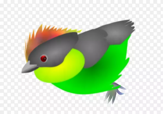 鸟喙雀夹艺术-热带鸟类