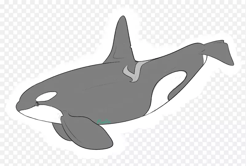 南方居民虎鲸海豚艺术鲸目动物-小须鲸