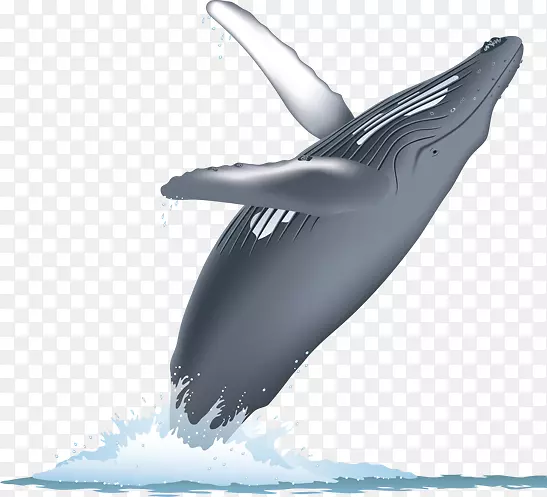 鲸目动物表面行为鲸类蓝鲸座头鲸观鲸水彩画
