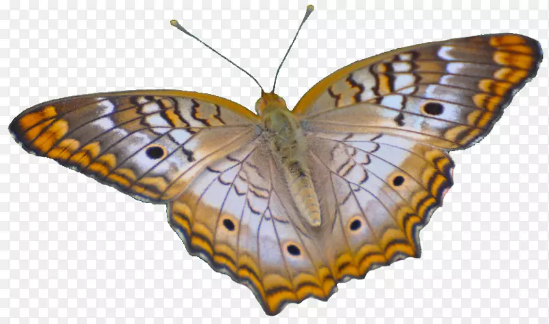 毛茸茸的蝴蝶，有翅膀的蝴蝶，飞蛾，蝴蝶，花。