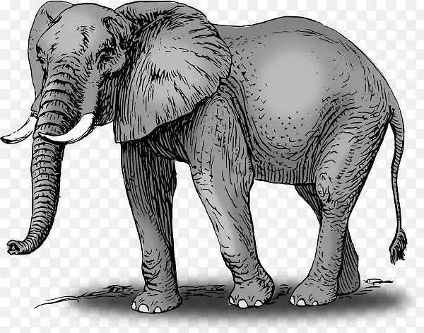 非洲灌木象亚洲象剪贴画-非洲森林象