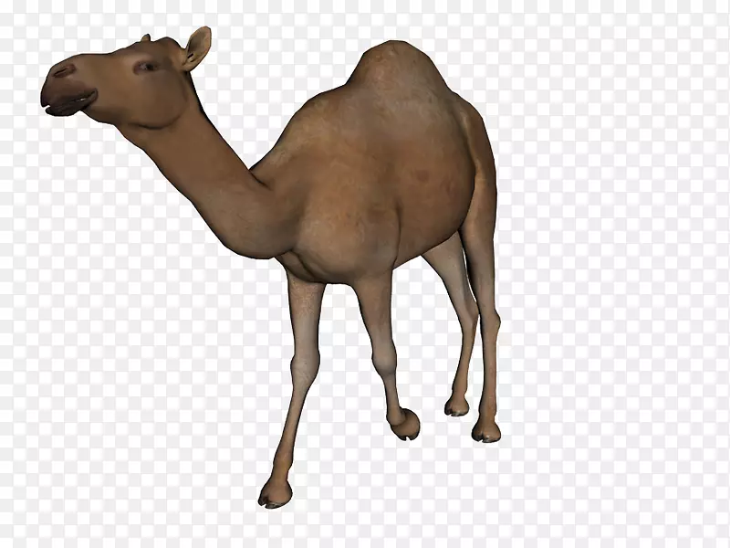 骆驼剪贴画-易