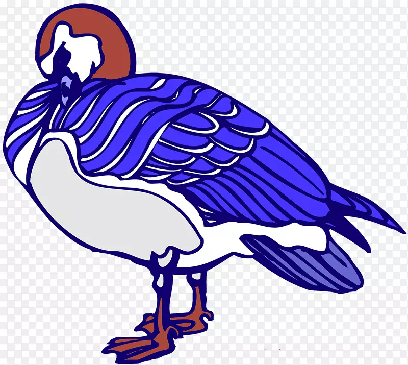 喙水鸟钴蓝秃鹫-鸟