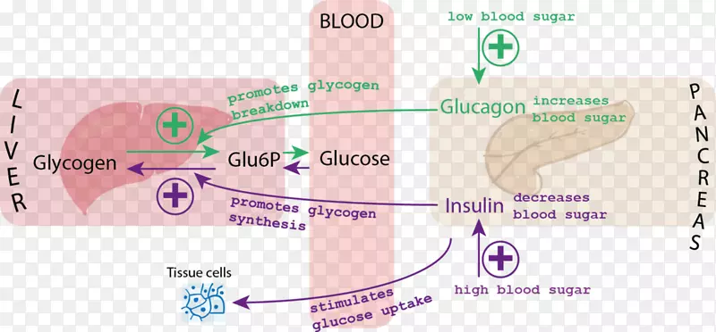 血糖、胰岛素、胰高血糖素血糖指数-血糖
