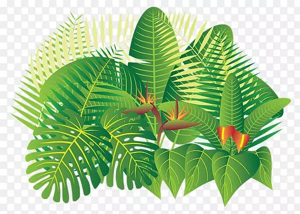 热带雨林热带植物-丛林森林