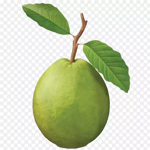 普通番石榴果树热带水果