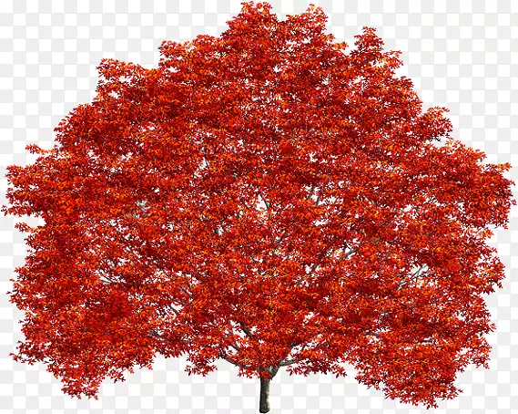 小腿灌木，枫叶，北面红橡树-红枫树