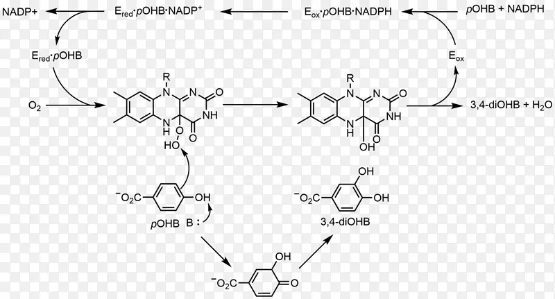 Flavin组Flavin腺嘌呤二核苷酸烟酰胺腺嘌呤磷酸二核苷酸氧化还原