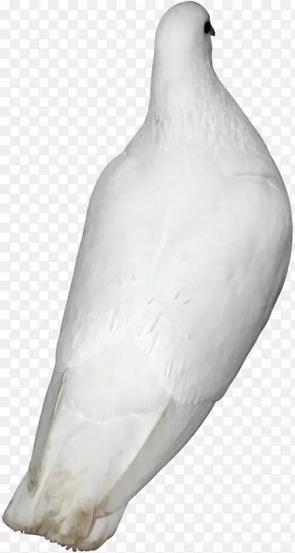 喙水鸟颈-鸽子12 0 1